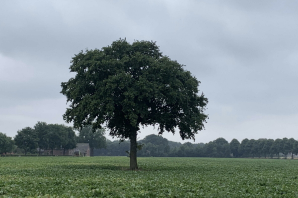 Afbeelding van kavel: Overloon, Heldersveld (project derden)